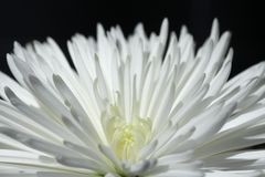 Chrysantheme 1