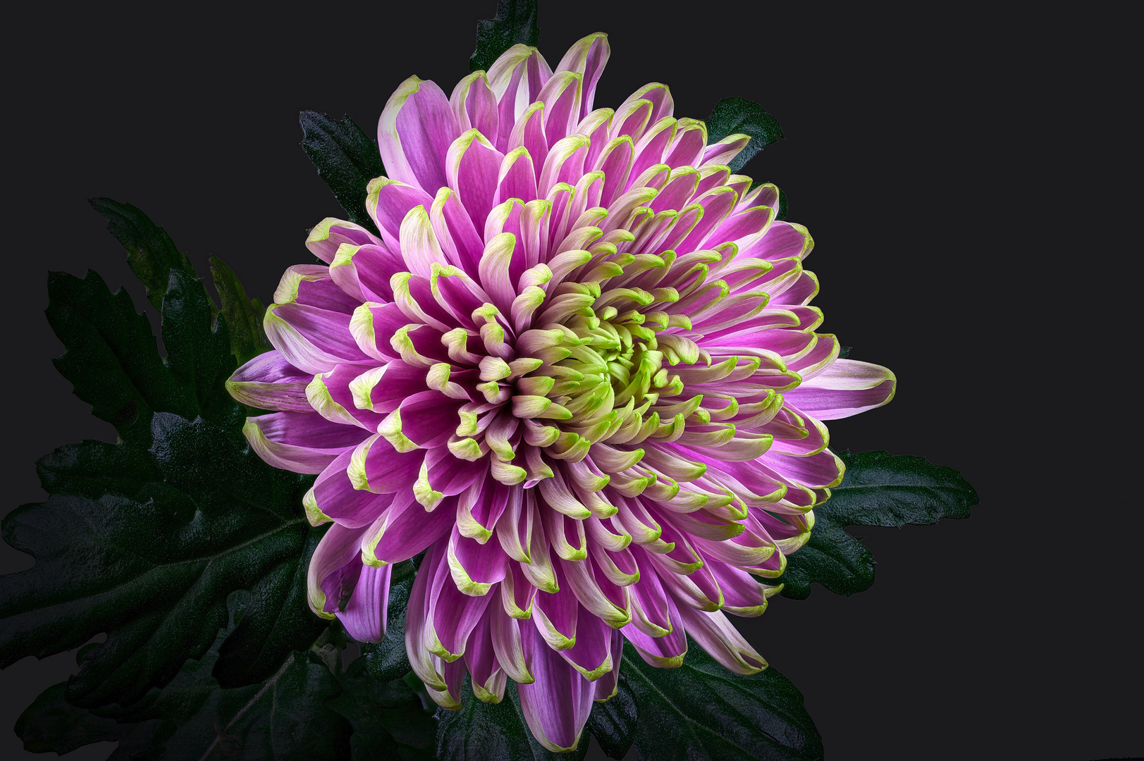 Chrysantheme 