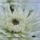 Chrysantheme (2)