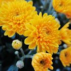 Chrysantheme