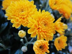 Chrysantheme