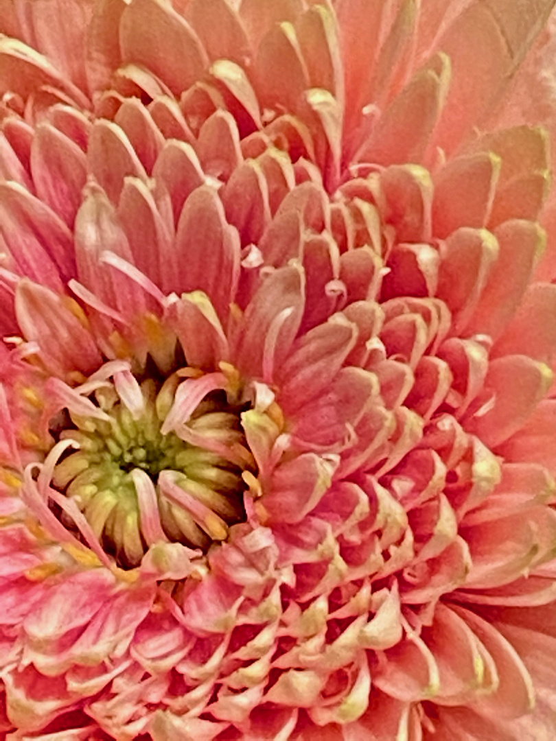 Chrysantheme