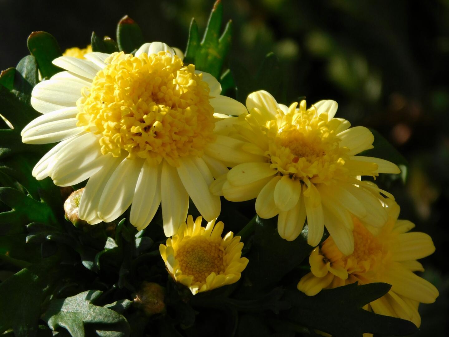 Chrysantheme...?