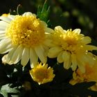 Chrysantheme...?