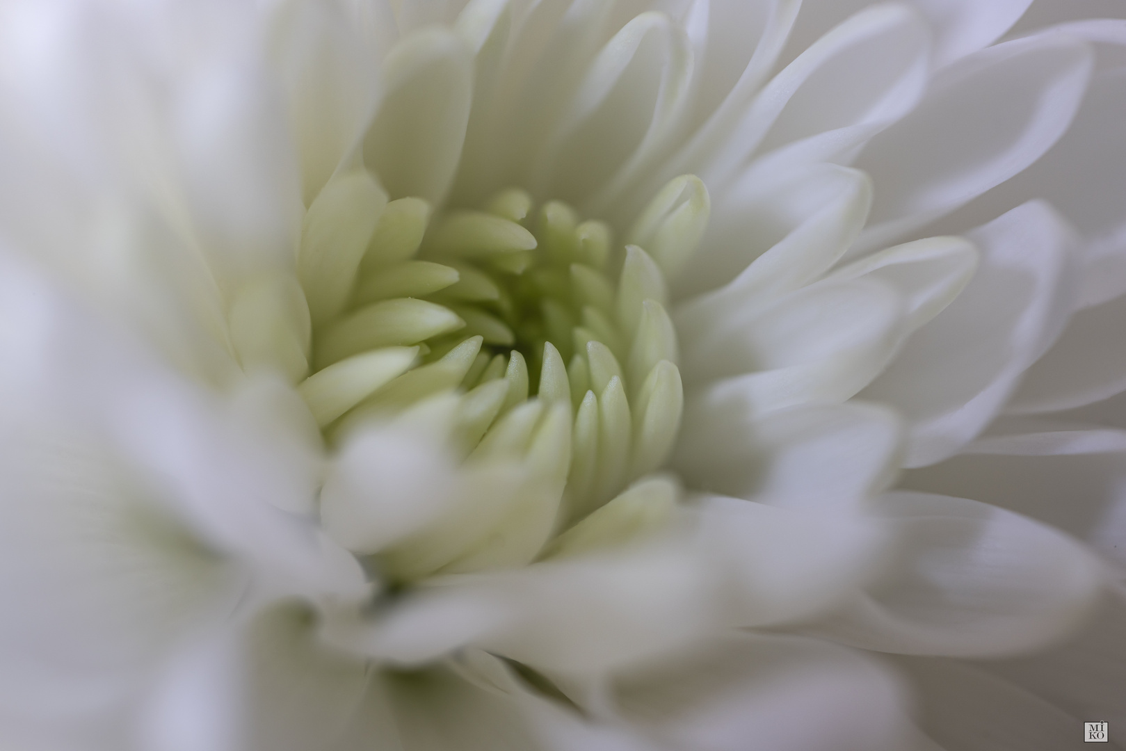 Chrysantheme