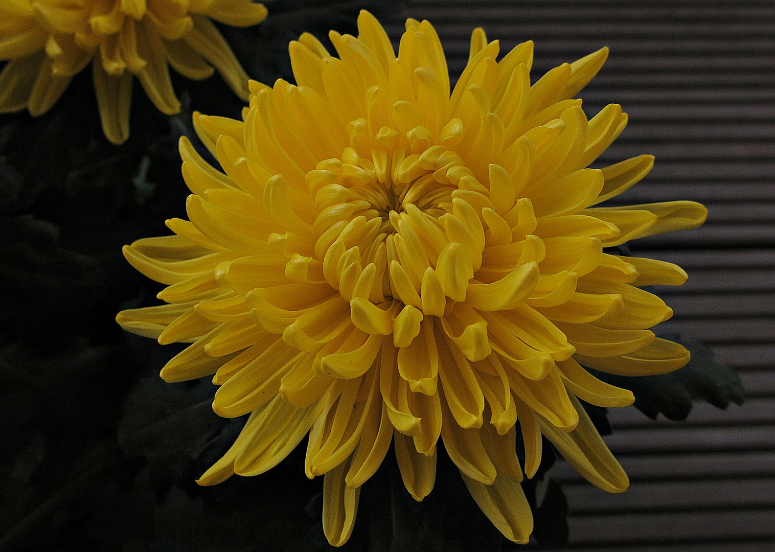 Chrysantheme Foto &amp; Bild | blumen u. pflanzen, natur, blumen Bilder auf ...