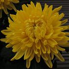 Chrysantheme