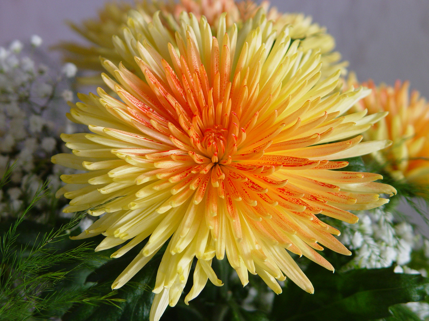 Chrysantheme