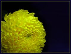 Chrysantheme