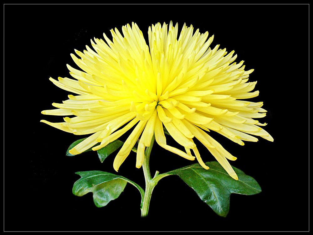 Chrysantheme