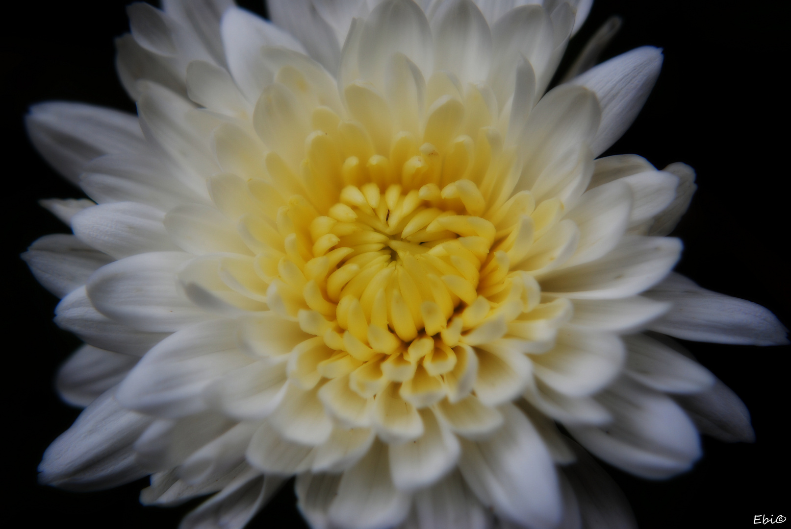 Chrysantheme