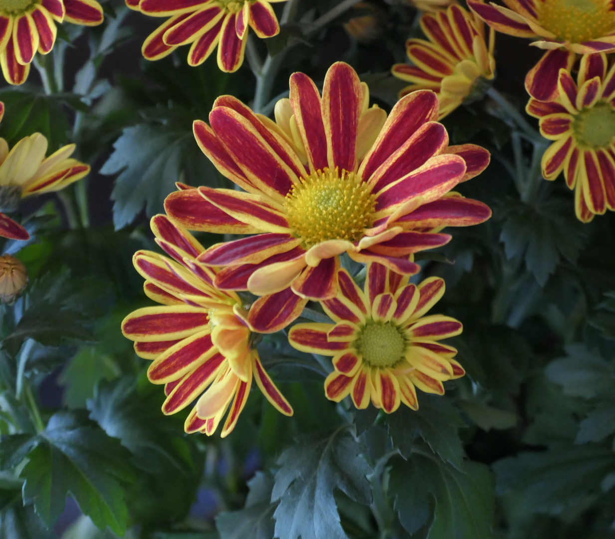 Chrysantheme Foto & Bild blumen, pflanzen, blüte Bilder auf