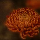 Chrysantheme