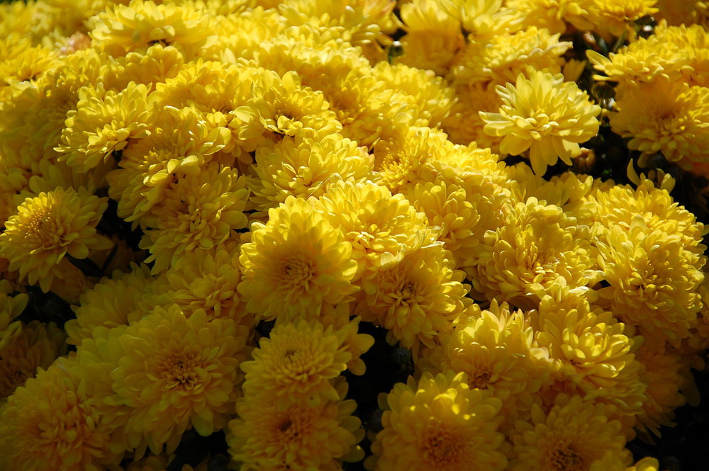 Chrysantheme