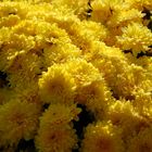 Chrysantheme