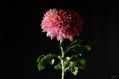 Chrysantheme / Chrysanthemum