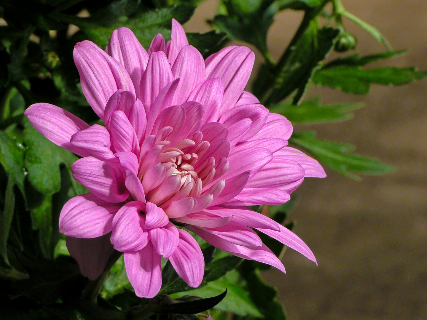 Chrysantheme Foto & Bild pflanzen, pilze & flechten, blüten