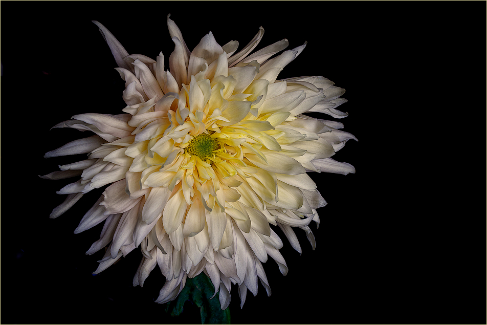 Chrysantheme ...