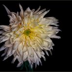 Chrysantheme ...