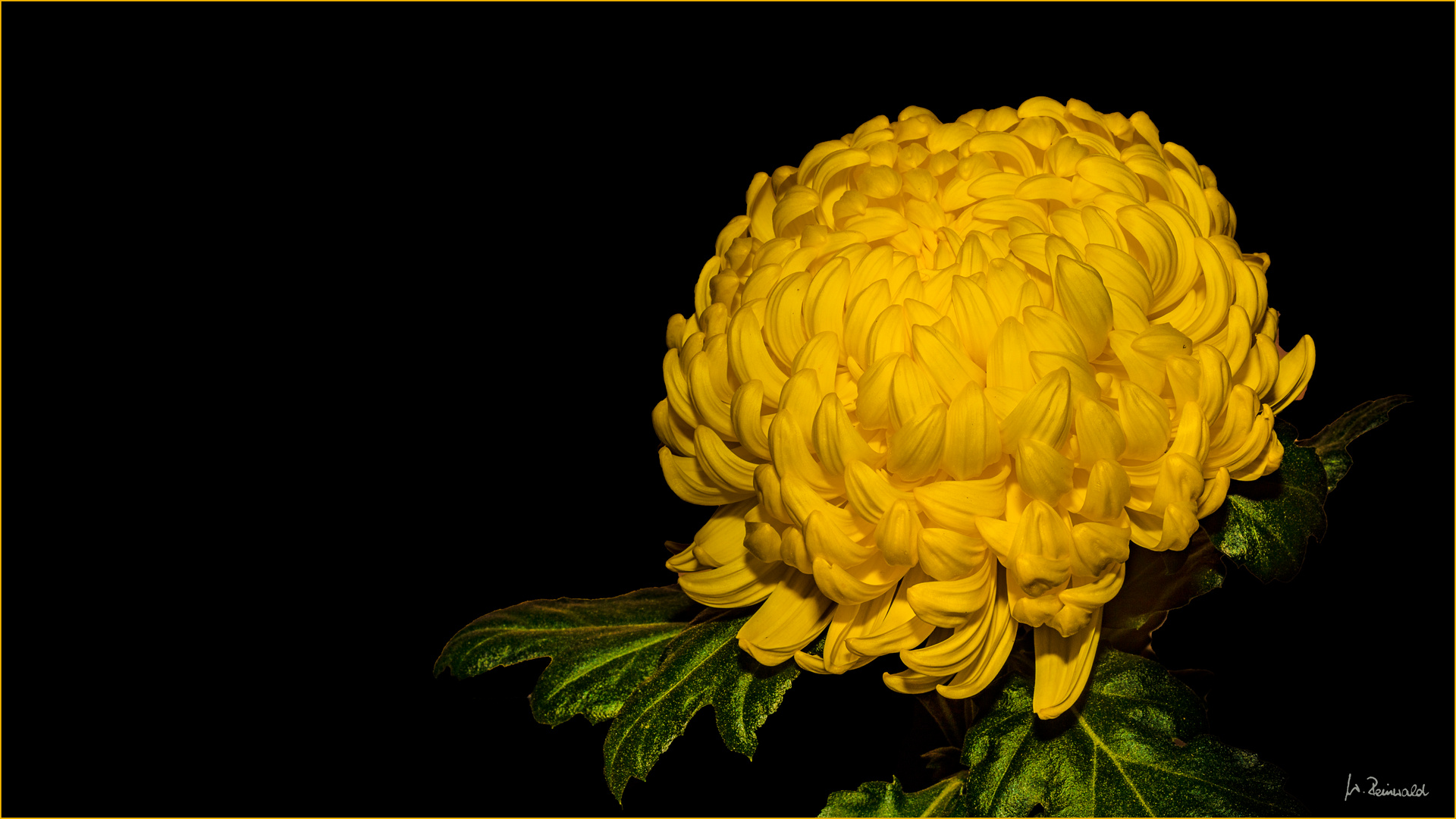 Chrysantheme