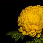 Chrysantheme