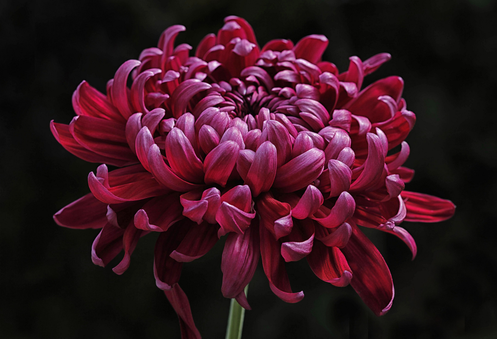 Chrysantheme - eine kaiserliche Blume mit Tradition aus Fernost Foto ...