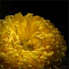 Chrysantheme