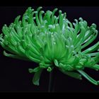 Chrysantheme grün