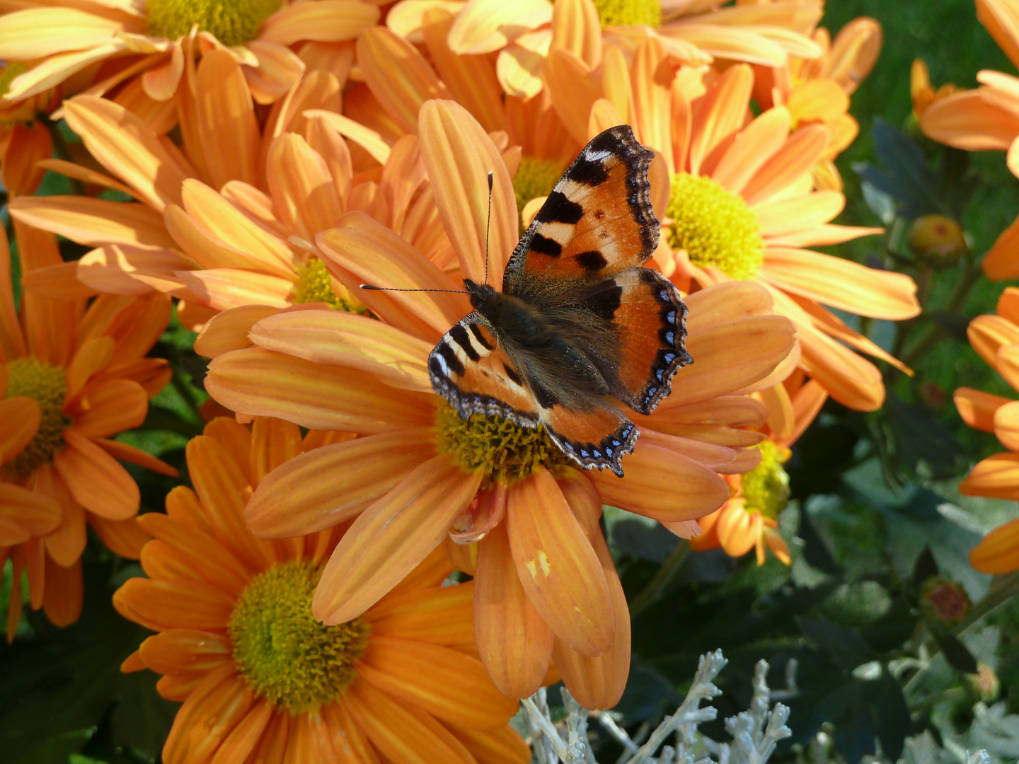 Chrysantheme hat Besuch