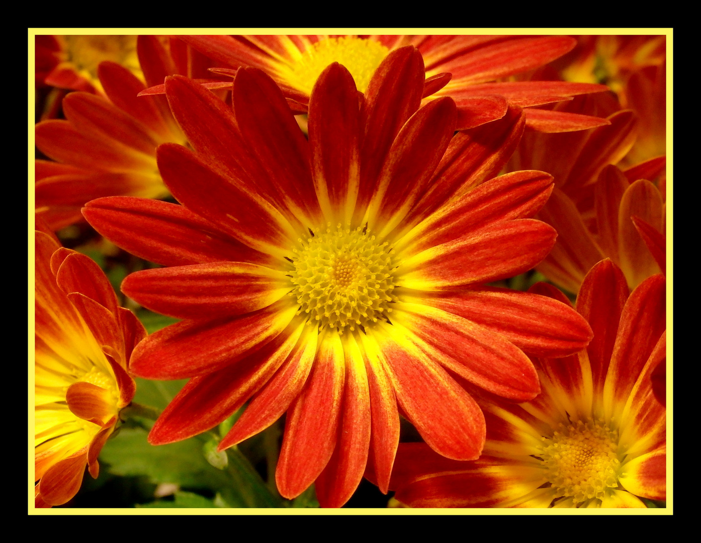 Chrysantheme - Herbstfarbe