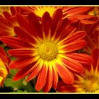 Chrysantheme - Herbstfarbe