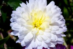 Chrysantheme II