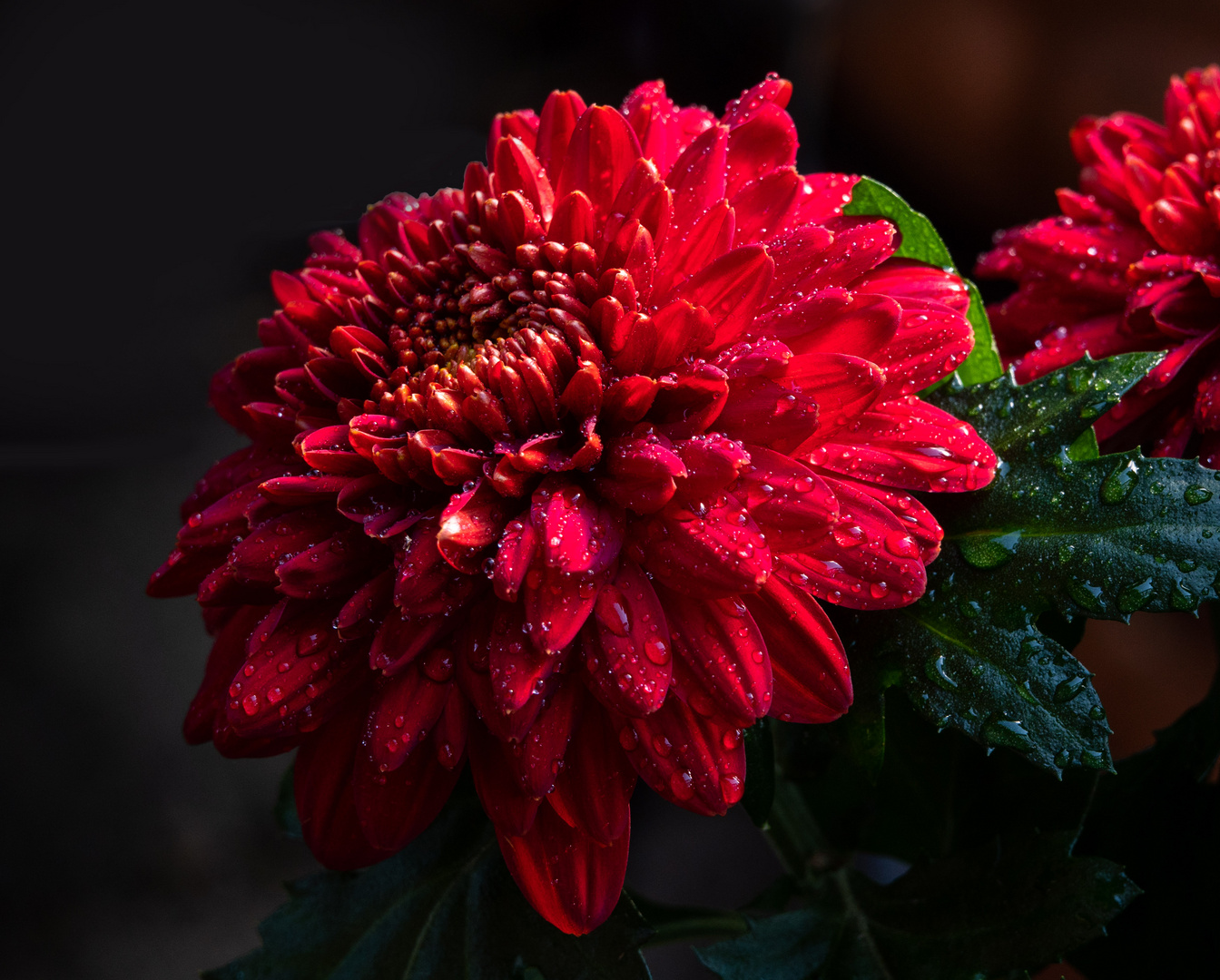 Chrysantheme im Regen