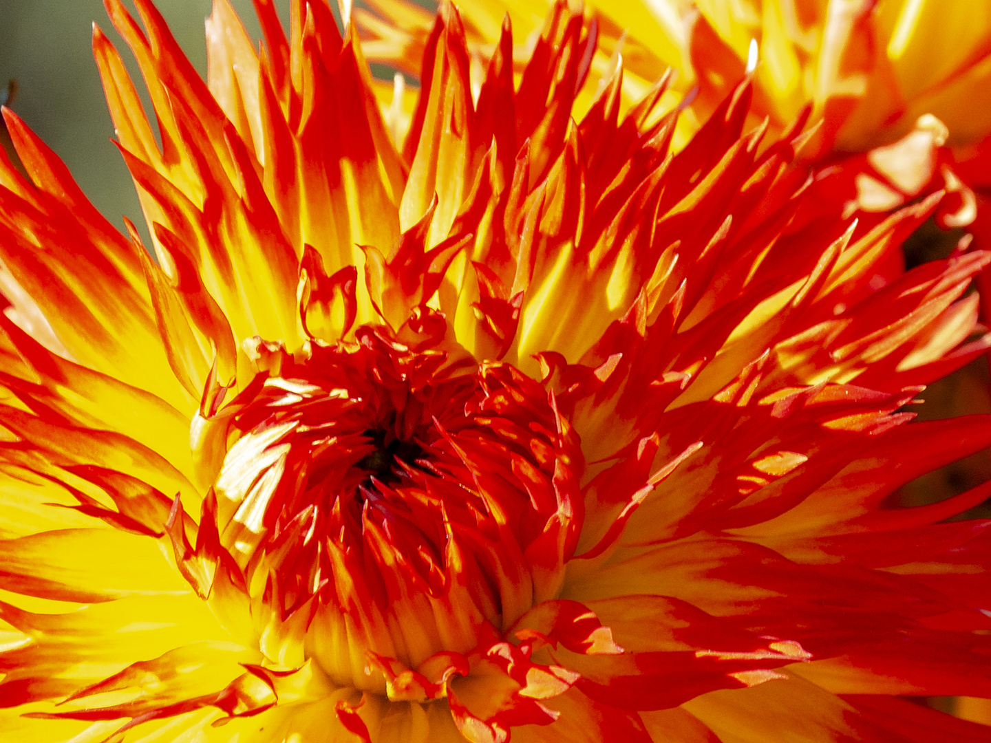 Chrysantheme  in Flammen