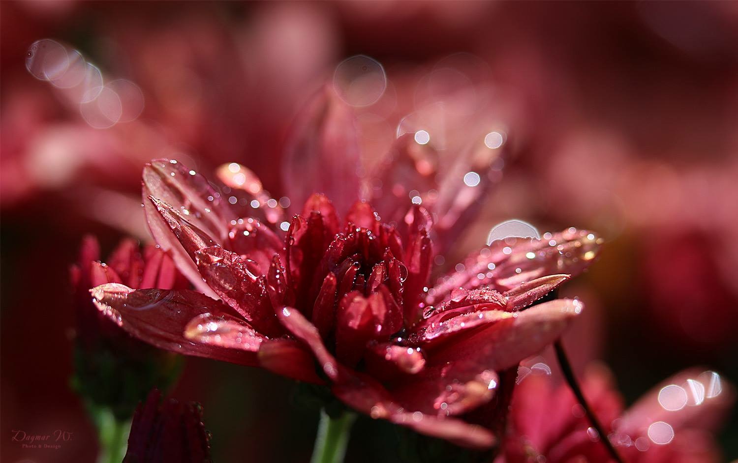 Chrysantheme mit Tropfen 