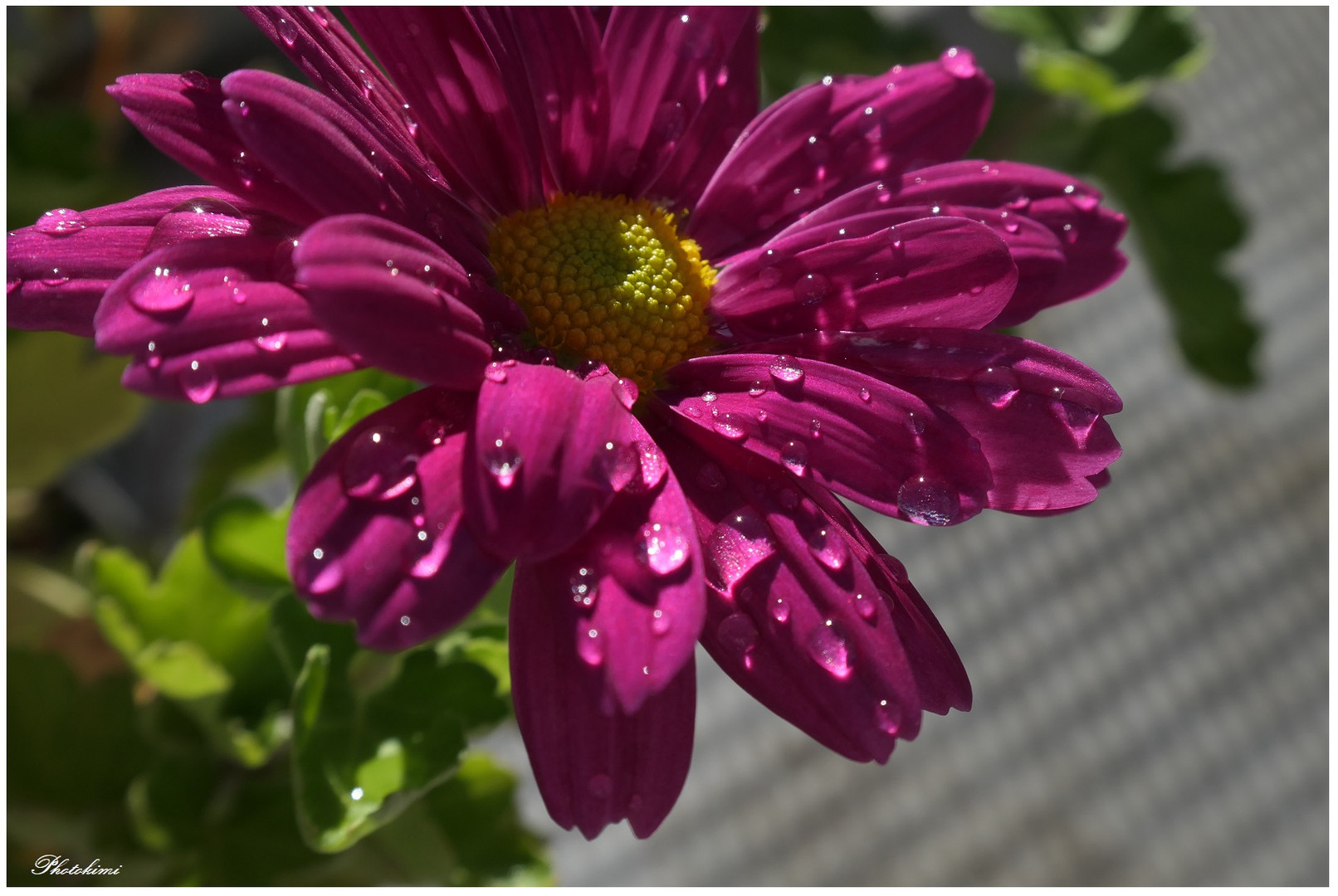 Chrysantheme nach dem Regen (II)