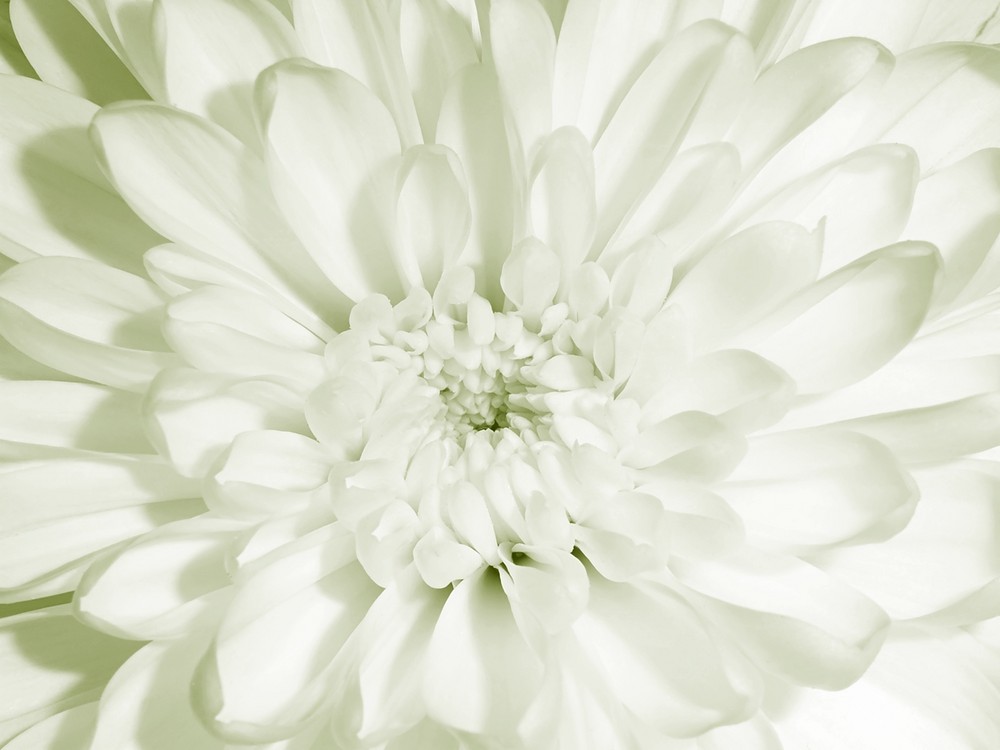 Chrysantheme SW