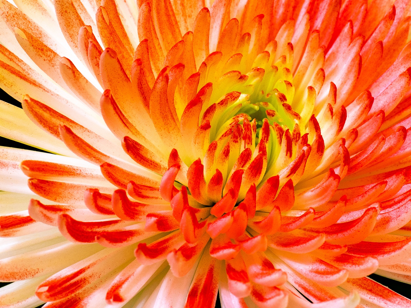 Chrysantheme Variante 2