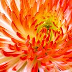 Chrysantheme Variante 2