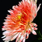 Chrysantheme Variante 3