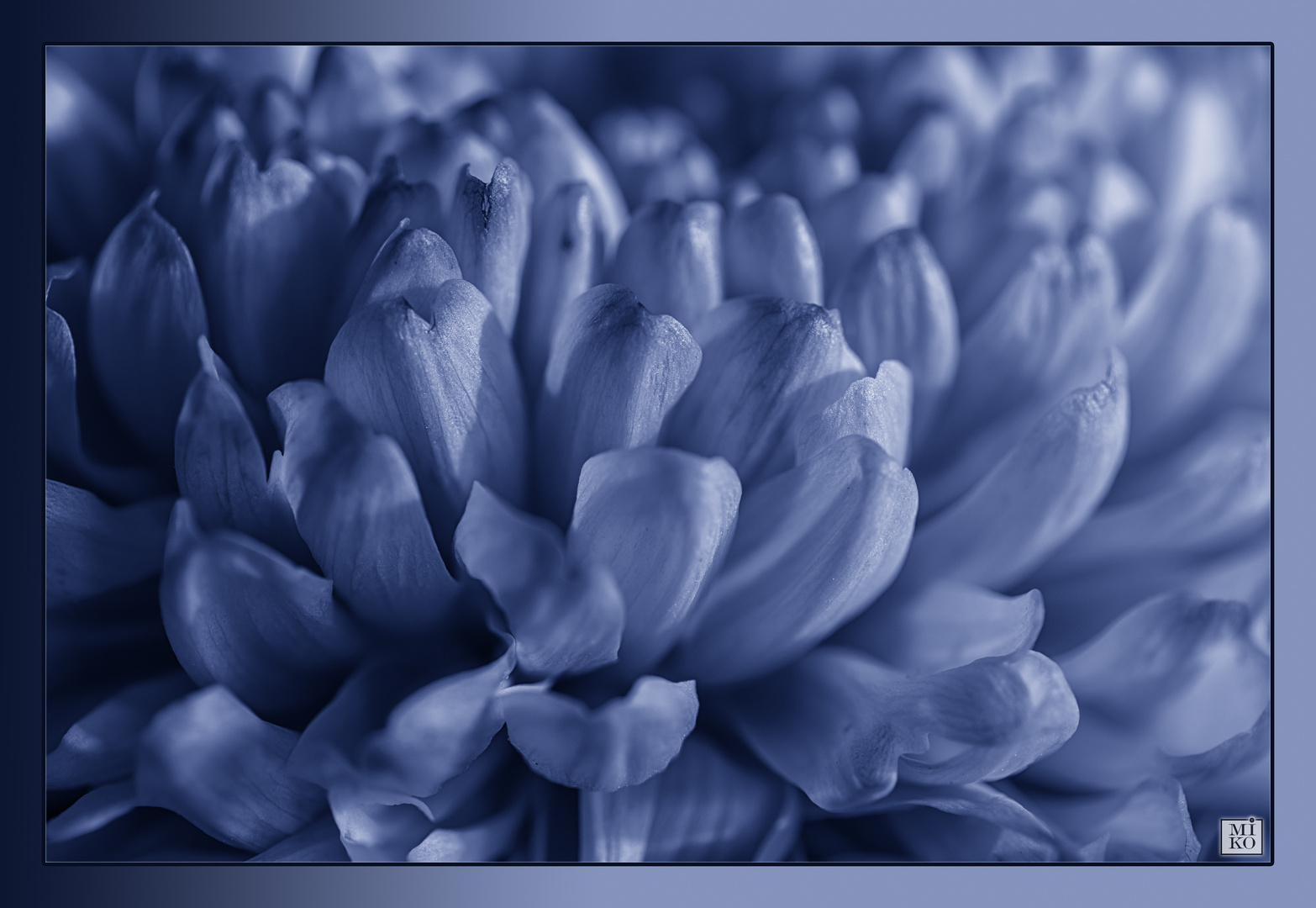 "Chrysantheme zur blauen Stunde"