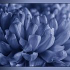 "Chrysantheme zur blauen Stunde"