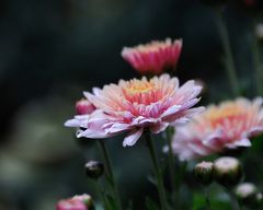 chrysanthemen (1)