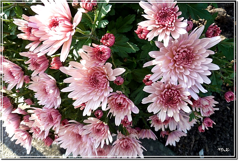 Chrysanthemen-2