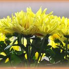 Chrysanthemen