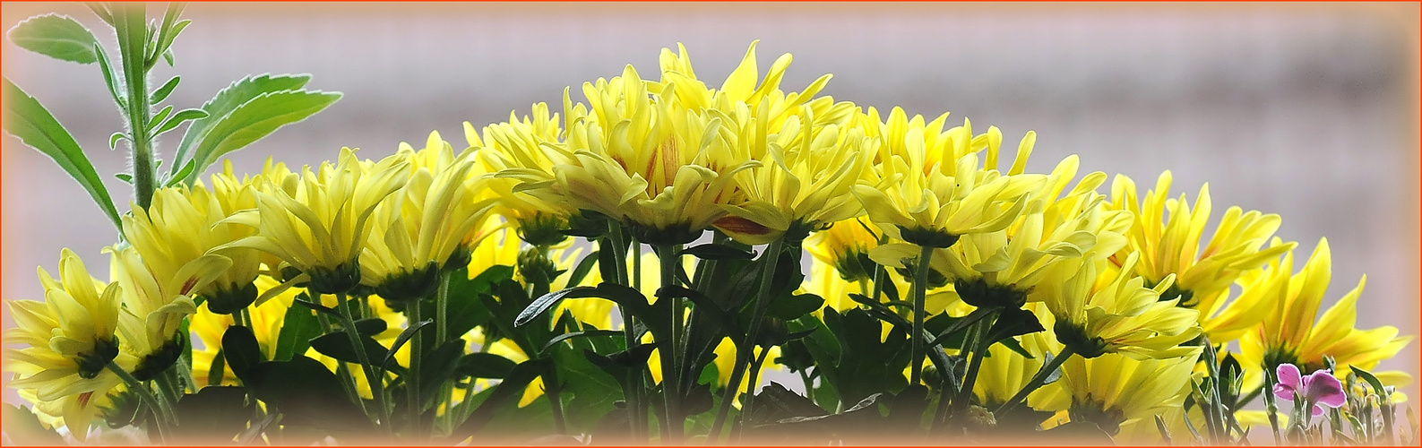 Chrysanthemen