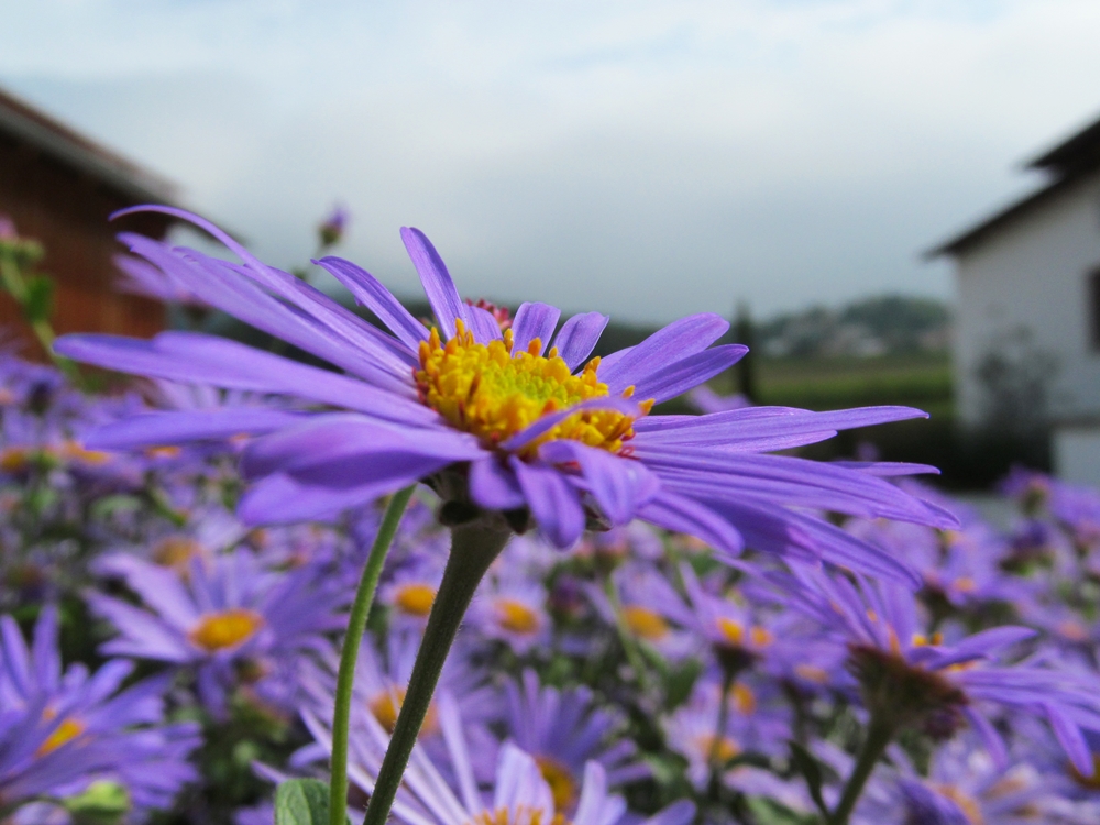 Chrysanthemen