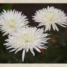 Chrysanthemen..