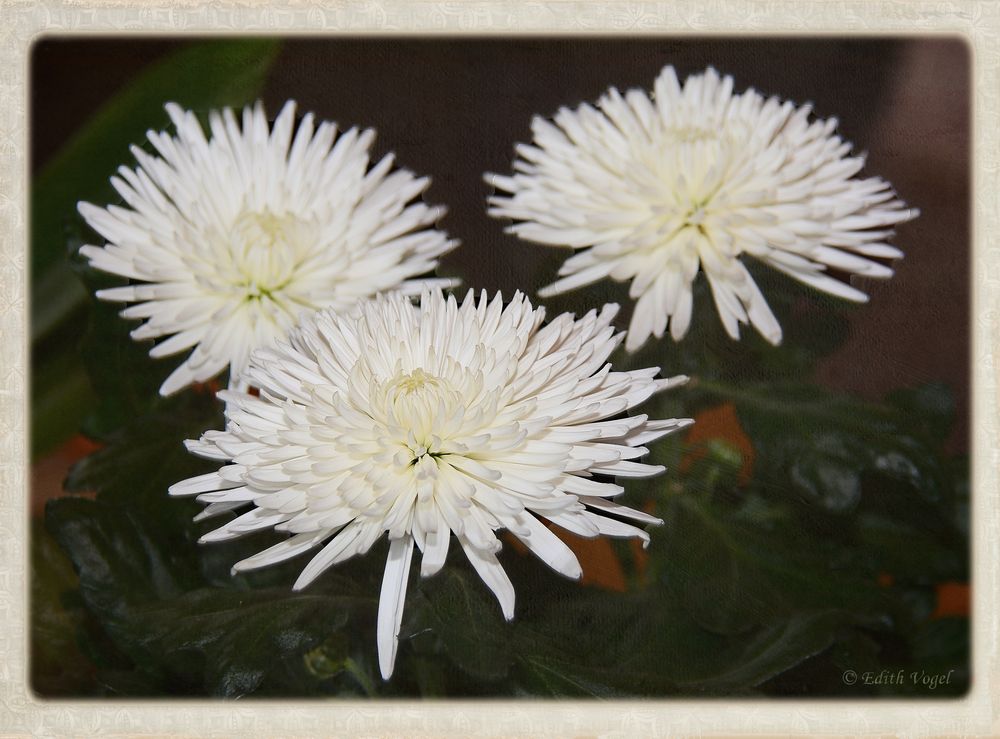 Chrysanthemen..