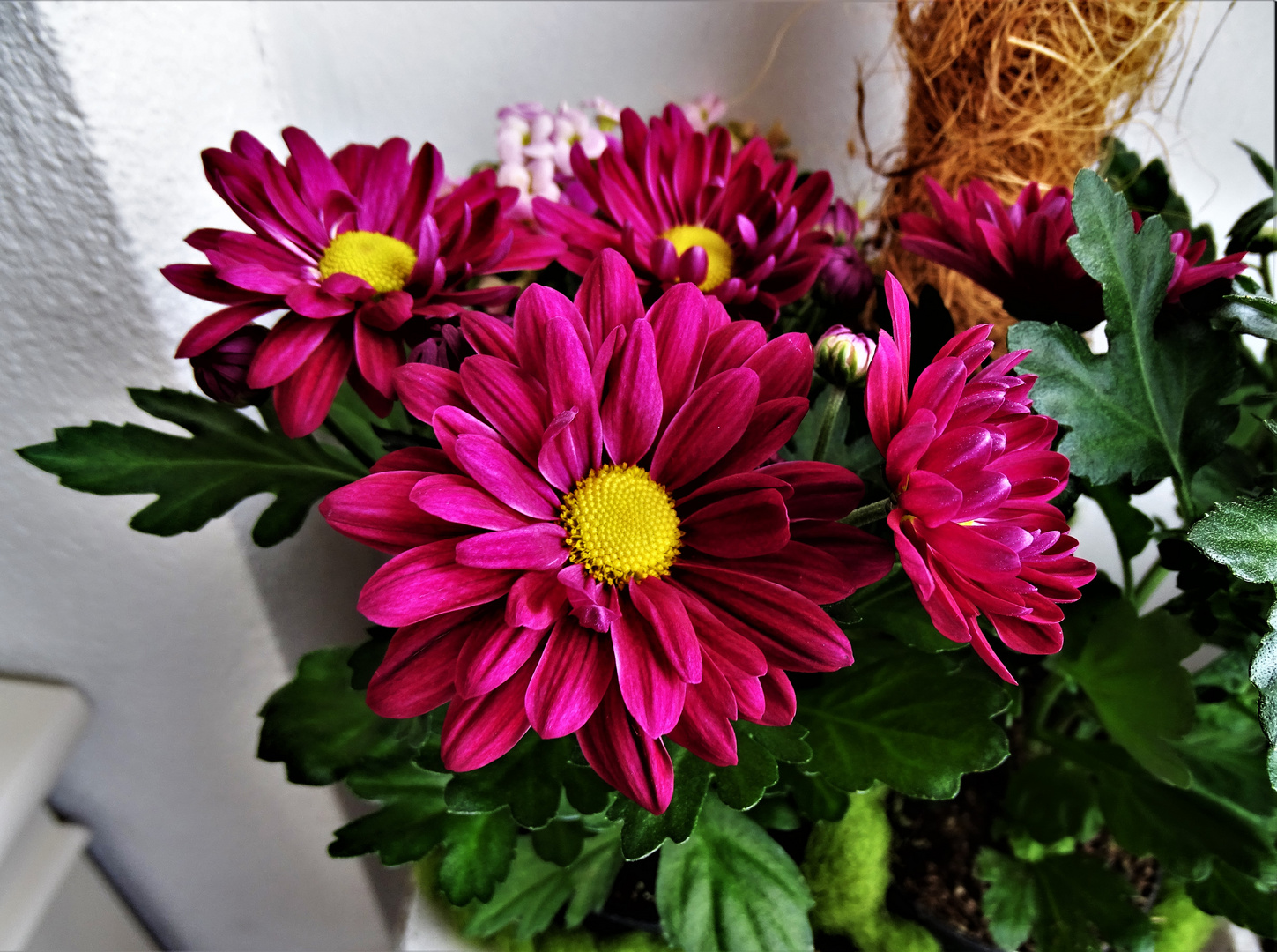 Chrysanthemen Foto &amp; Bild | natur, blumen, pflanzen Bilder auf ...